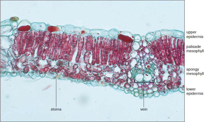 Portions of cross sections of maple (Acer) leaves.