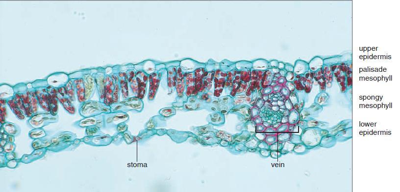 Portions of cross sections of maple (Acer) leaves. The normally green chloroplasts are stained red.