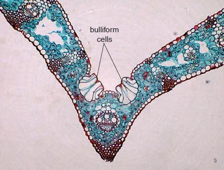 Part of a cross section of a grass leaf. When the bulliform cells are turgid, the leaf is expanded.