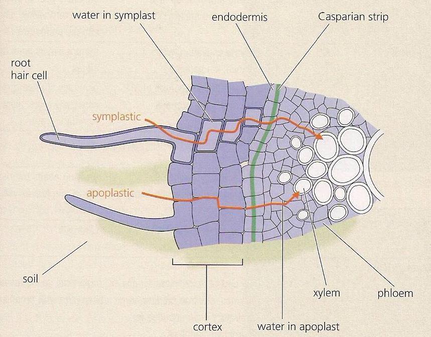 Water moves through the cellulose fibrils of cell walls of the cortex cells As water passes through the spaces between the cellulose fibres the