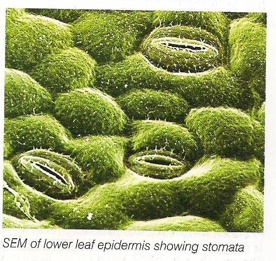 Transpiration mostly happens through the stomata, although some is lost through the leaf cuticle and a little through the stem Internal and external factors influence the rate of transpiration: