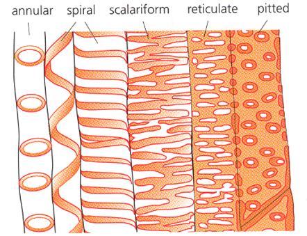 NEW XYLEM ORIGINATES FROM THE MERISTEMATIC REGION BETWEEN THE XYLEM AND PHLOEM CALLED THE CAMBIUM.