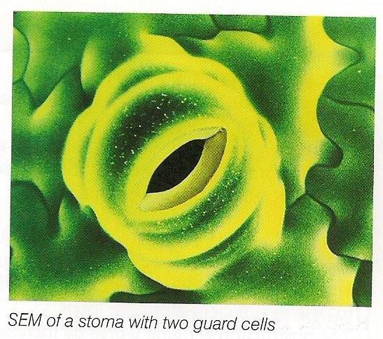External factors (Light intensity) this affects the stomatal aperture (size of opening) as more light encourages more
