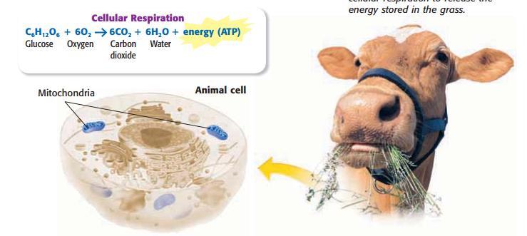 Animal Cells Cellular Respiration During cellular respiration, food is broken down into CO 2 and H 2 O and energy is released.