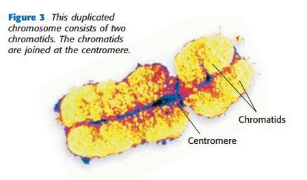 Eukaryotic Cell Cycle Stages Three Stages Interphase: the cell grows and copies its organelles and chromosomes (after