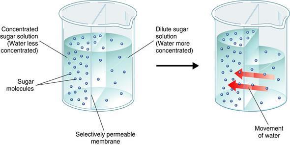 Diffusion of Water Cells of organisms are surrounded by and filled with fluids that are mostly water. Diffusion of water through cell membranes is so important to life processes.