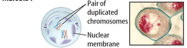 Phases of Meiosis I Prophase I Nuclear membrane breaks apart and chromosomes condense. 3.