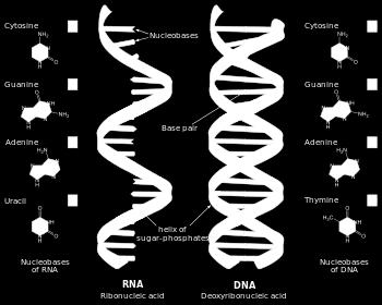 General Structure of Nucleic Acid DNA and RNA are long