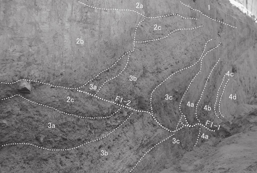 活断層研究 29号 Active Low-Angle Reverse Fault and Wide Quaternary Deformation Identified in Jhura Trench across the Kachchh Mainland Fault, Kachchh, Gujarat, India 75 inclined unit 2b with a dip of about