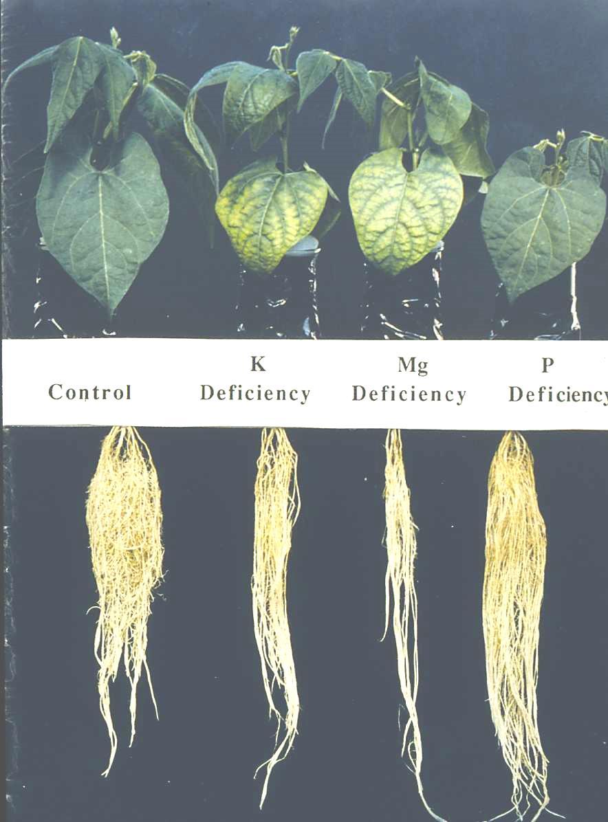 Effect of K deficiency on root / shoot ratio better root growth, more mycorrhizae