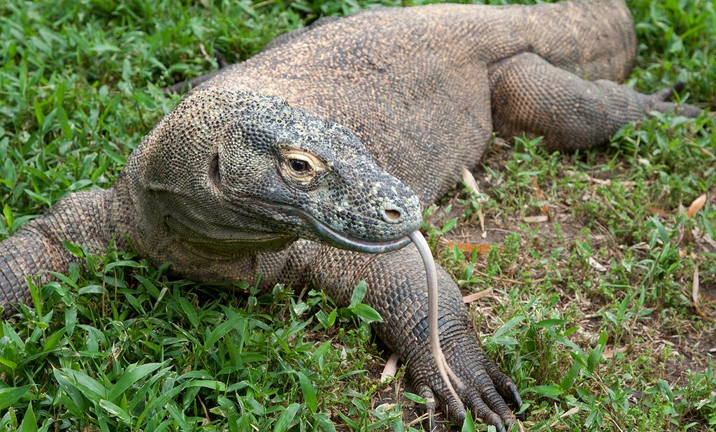 Physical Geography of Southeast Asia Freaks of Nature The Komodo dragon, is a large species of lizard found in the Indonesian islands of Komodo, Rinca, Flores,