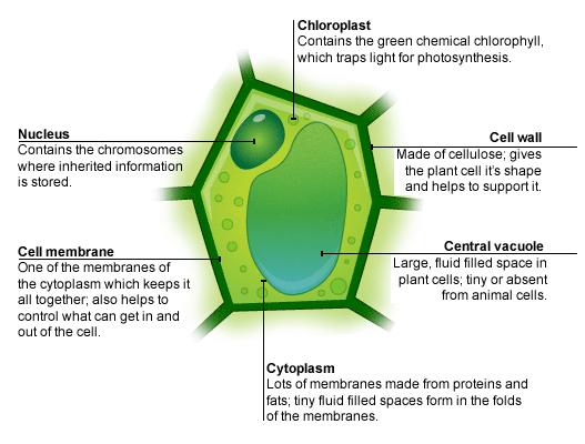 Vacuole Chromosomes (Chromatin) Storage tank for water, nutrients (food) & waste Plants have a large central vacuole used for structural support contain the cell s genetic information made of DNA