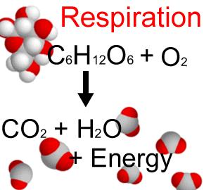 Cell Process Cell respiration Important Fact/Description O2 + glucose à CO2 + H2O + ATP Picture