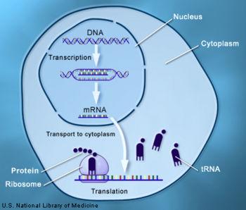 read and translated into an amino acid chain Occurs on a ribosome located in the cytoplasm or