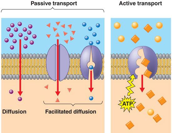 channel proteins Active transport