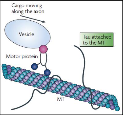 cell Picture Motor proteins moves vesicles along the