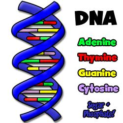 U, G, C deoxyribonucleic acid contains genetic code