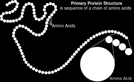 A, T, G, C Amino acids make a chain that folds to