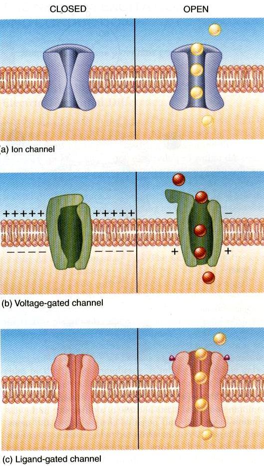 Electrical signals in neurons Ion channels Ion channels are selective. Ion channels may be opened or closed.