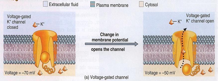 Voltage-gated channels A voltage-gated channel open in response to a change in membrane potential (voltage).