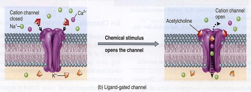 Ligand-gated channels A ligand-gated channel opens and closes in response to a specific chemical stimulus (neurotransmitters, hormones, and particular ions).