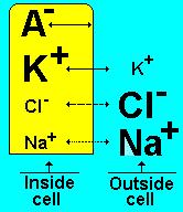 Relative concentration of ions inside and outside of cells ICF