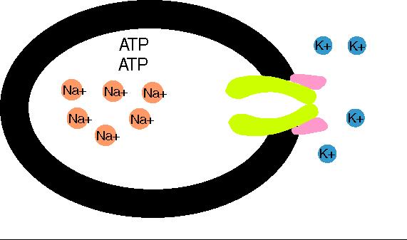 Na+/K+ pump mechanoenzyme (ATP-ase catalysing dephosphorylation of ATP) Helps to transport