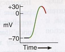 Outflow of K + causes repolarization.