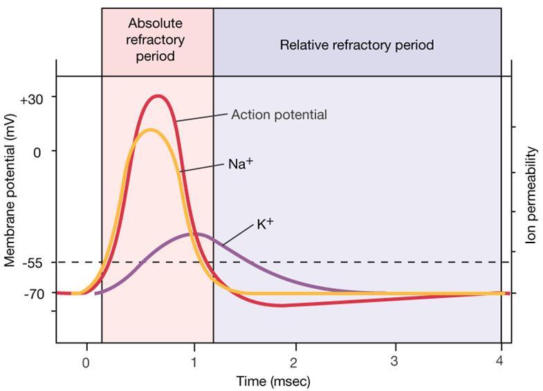 Absolute and relative refractory periods Refractory period the period of time after an