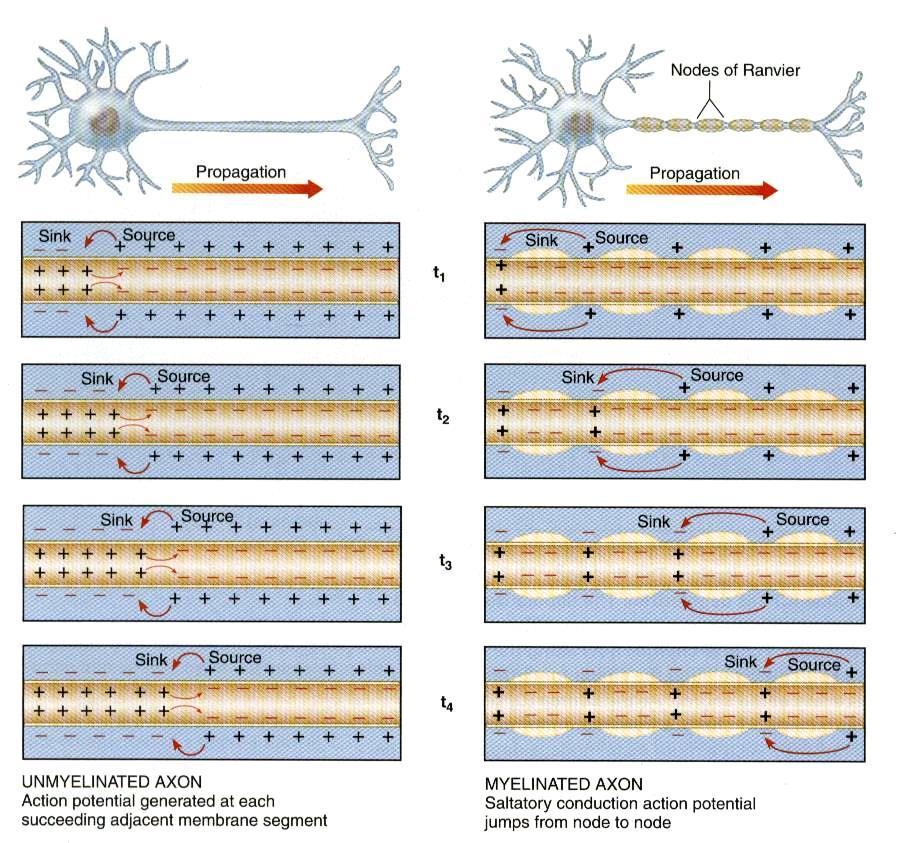 Signal propagation Propagation of nerve impulses - nerve impulses propagate more rapidly along myelinated axon than