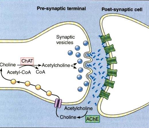 Acetylcholine metabolism Acetylcholine Choline acetyltransferase