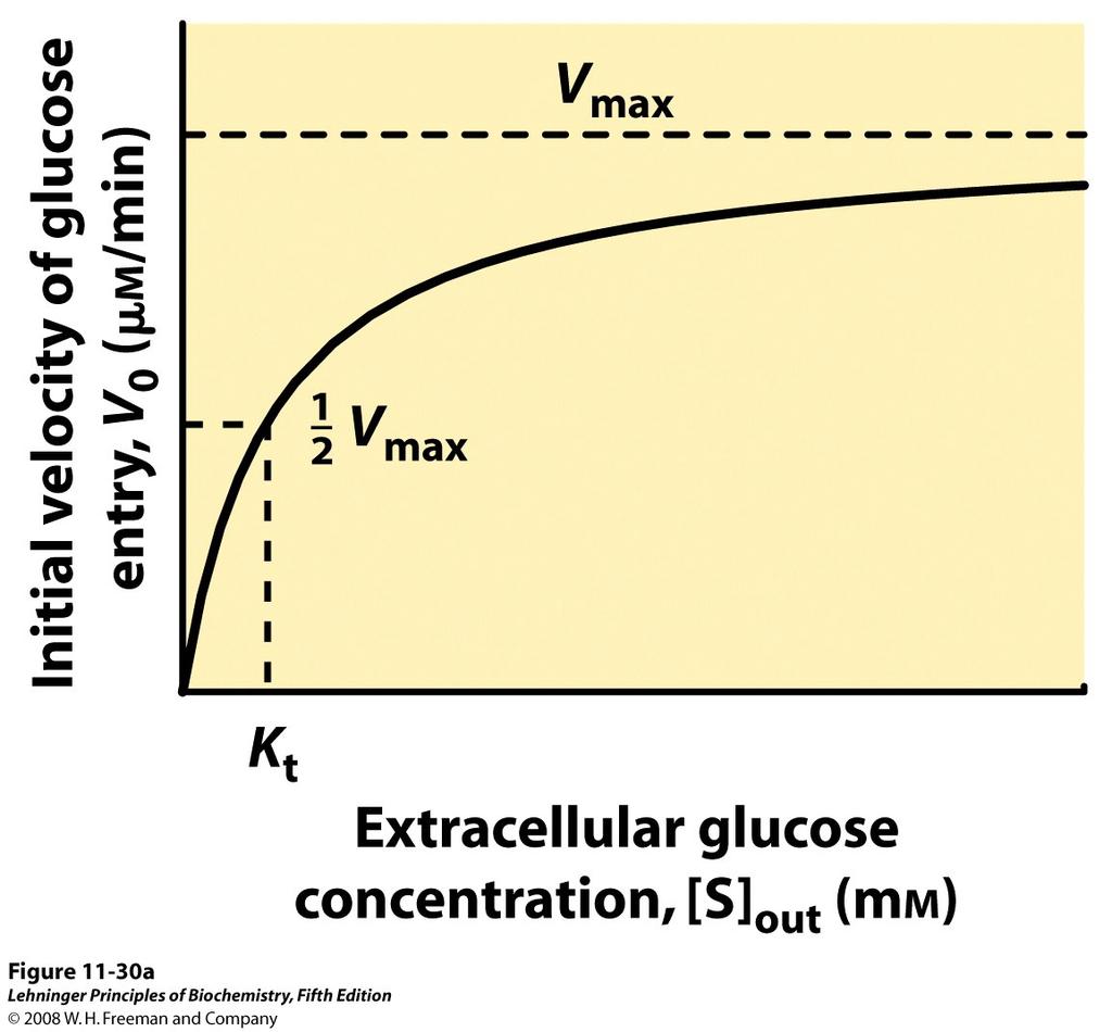 Kinetics of glucose transport into erythrocytes Vo = Vmax [S]out Kt + [S]out Vo is the initial velocity of glucose accumulation in the cell