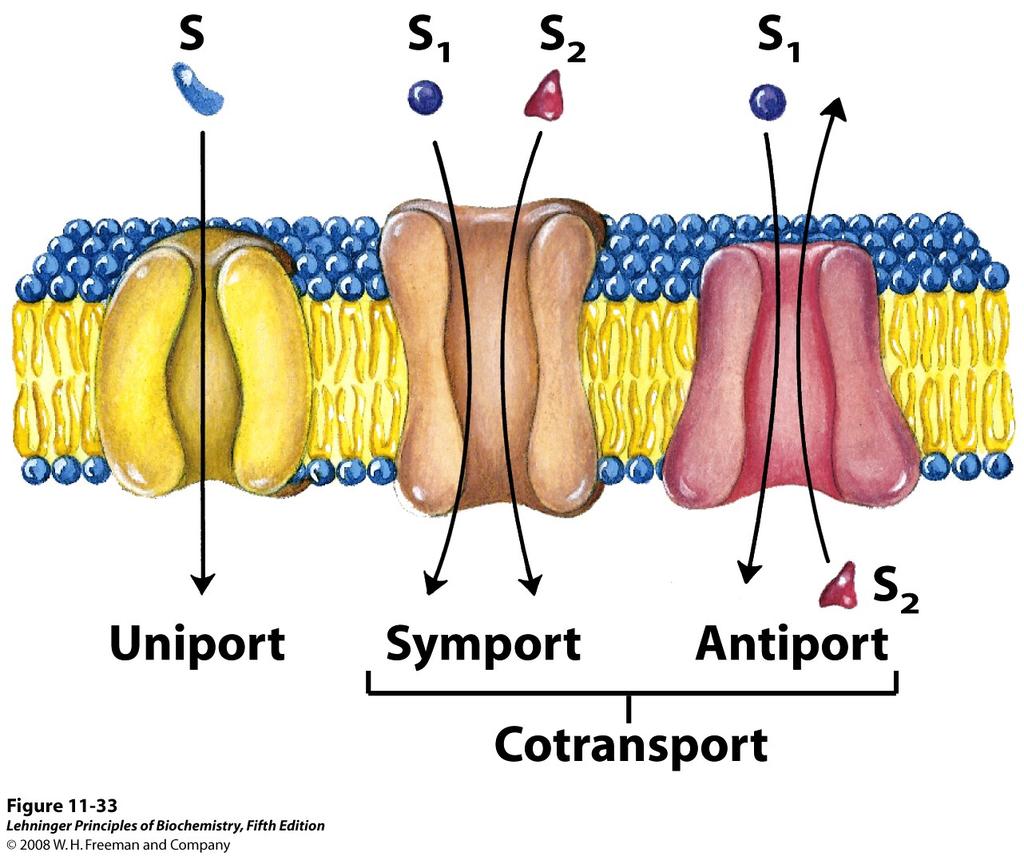 Three classes of transport system Transporters differ in the direction and number of molecules transported: Uniporter one