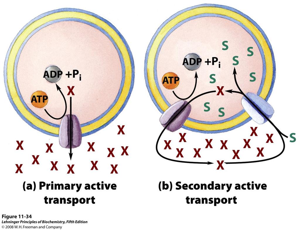 Two types of active transport, which is transport against a concentration gradient a) primary involves