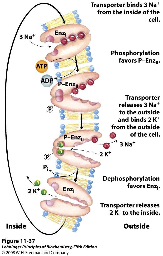 Na+K+ ATPase is responsible for producing a membrane potential in all