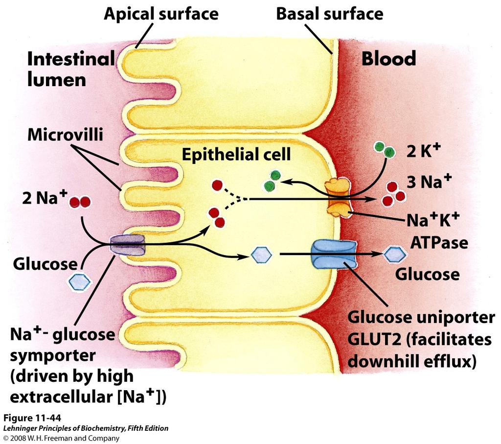 Glucose transport in intestinal epithelial cells utilizes secondary active transport to enter the cell