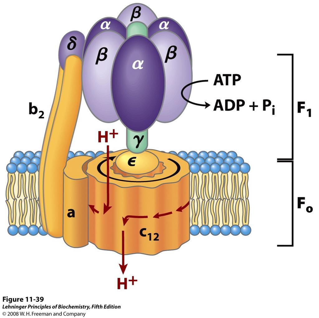 F0F1 ATPase is responsible for pumping protons across a membrane, creating a proton gradient.
