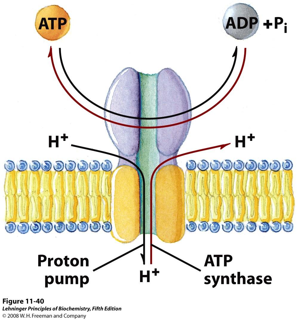 Proton gradients can be used to generate ATP in oxidative phosphorylation and