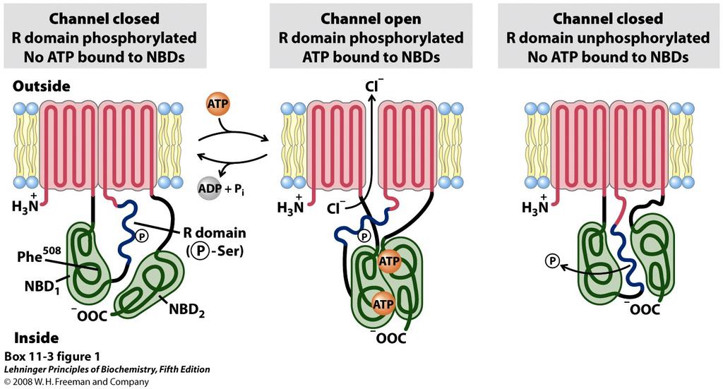 The three states of CFTR There are two segments, each with six transmembrane helices When the R domain is phosphorylated and no ATP is bound to the Nucleotide Binding Domain (NBD), the channel is