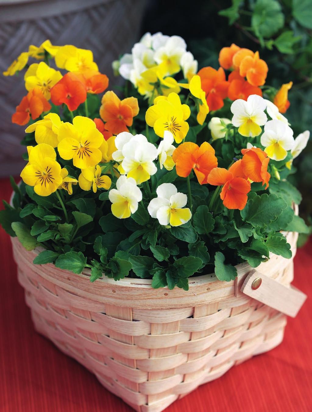 Early to flower Great performance in packs or pots Heat tolerant Large blooms & vibrant colors