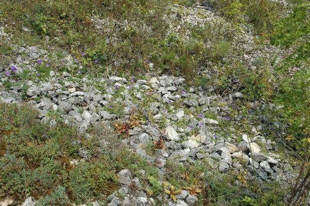 12). Fig. 11. Calcashist stones habitat of subassociation astragaletosum pseudopurpurei subass. nova (Adrian Oprea) Fig. 12.