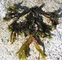 organisms Rockweeds, brown seaweeds, are particularly dominant Fucus,