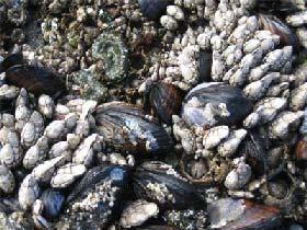 (gastropod mollusks) Middle intertidal Tide pool fish Sea star (asteroidea