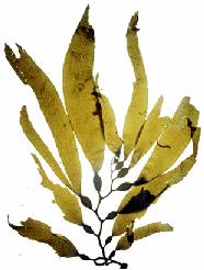 attached organisms Brown, green, and red seaweeds are dominant Sea grasses may be also present Many