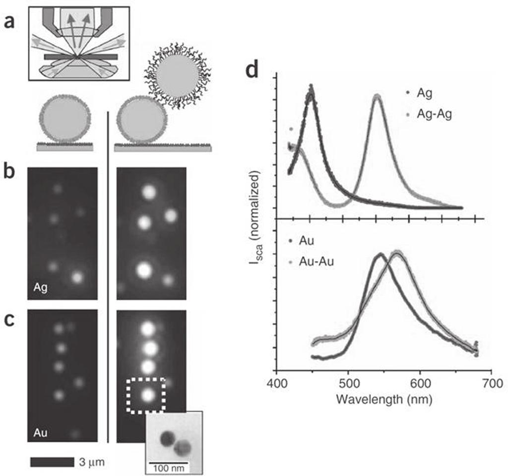 Update on Gold Nanoparticles Figure 2.7 Effect of coupling of DNA-functionalised gold and silver nanoparticles on their color when observed in darkfield microscopy.