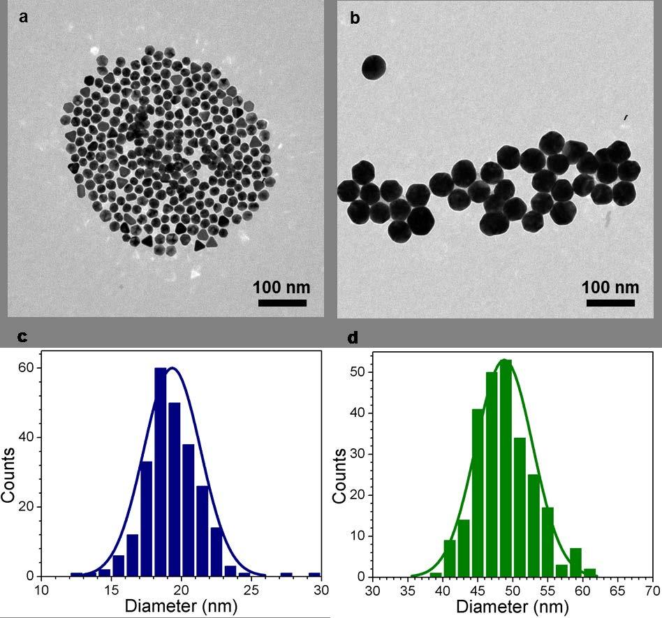 3.) Size distribution of nanoparticles with nominal diameters of 20 nm and 50 nm. Figure S2. Transmission electron microscopy (TEM) to reveal the distribution of sizes in the nanoparticle suspensions.