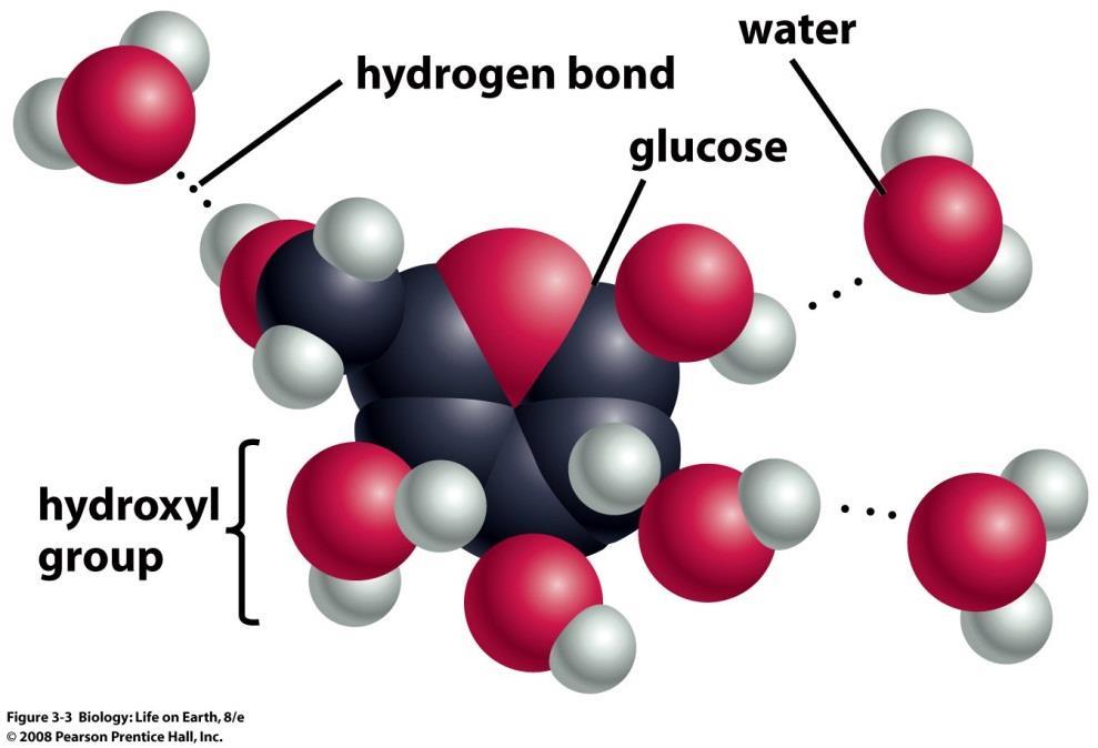 Water Interacts with Many Molecules