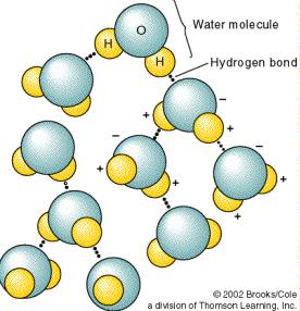 Water Molecules Tend to Stick Together Hydrogen