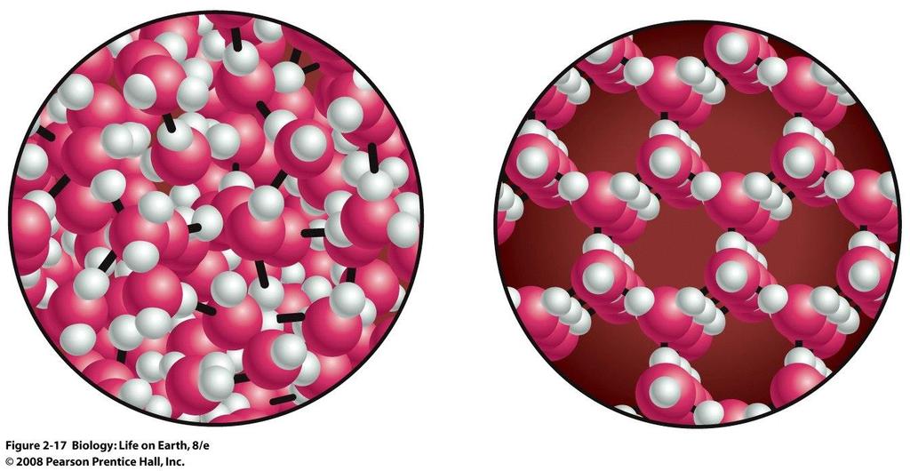 Water Forms an Unusual Solid: Ice LIQUID: Water molecules are able to pack tightly and roll around each other by creating hydrogen bonds