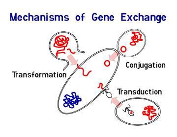54 Horizontal Gene Transfer There are a number of known mechanisms by which bacteria can